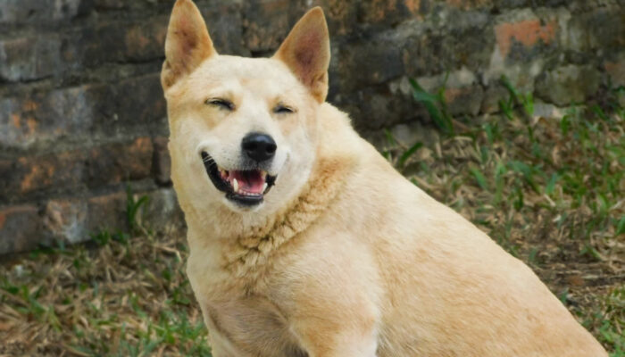 笑う犬2